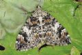 Dysstroma citrata